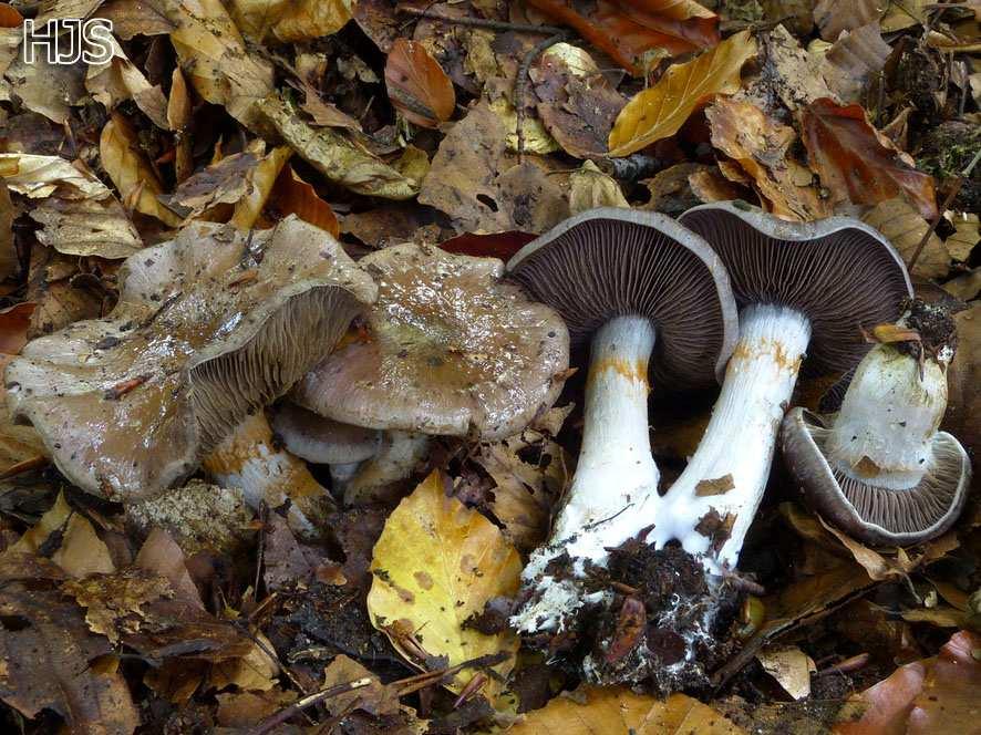 8: Nadelholzmuscheling Ebenfalls im September wurde in Ratingen der Perlhuhnchampignon (Agaricus moelleri) gefunden.