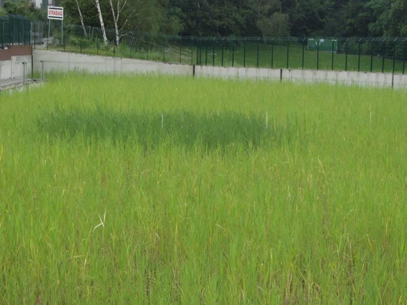 Stickstoff-Düngefenster beim RBF Halensee im 2.