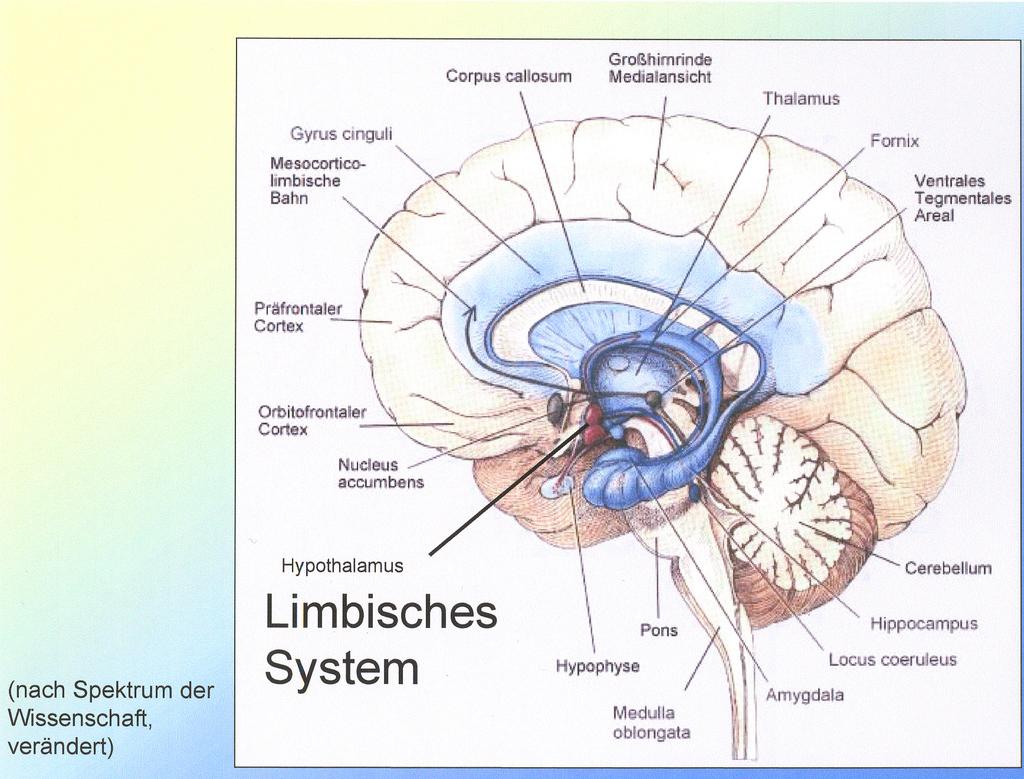 Limbus (lat.