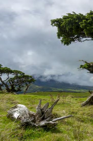 Die immergrüne Heimat des Azorenhochs ist ein Traumziel nicht nur für Wanderer, sondern auch für Naturliebhaber wie Fotografen, Geologen, Geographen, Botaniker und alle, die am Naturgenuss Freude