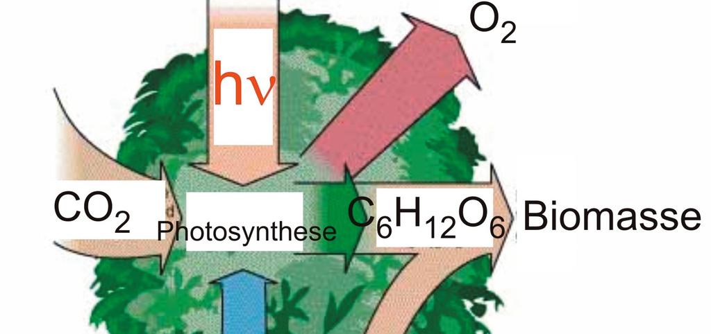 Photosynthese und Vegetation >3x ν=c/λ=441thz λ=680nm