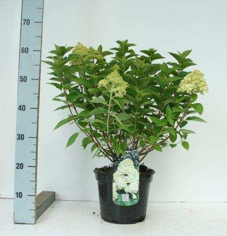 Hydrangea paniculata 'Bobo' Zwergform, knospig- blühend C 4 30 40 4027832110628 3 17 x 3 17