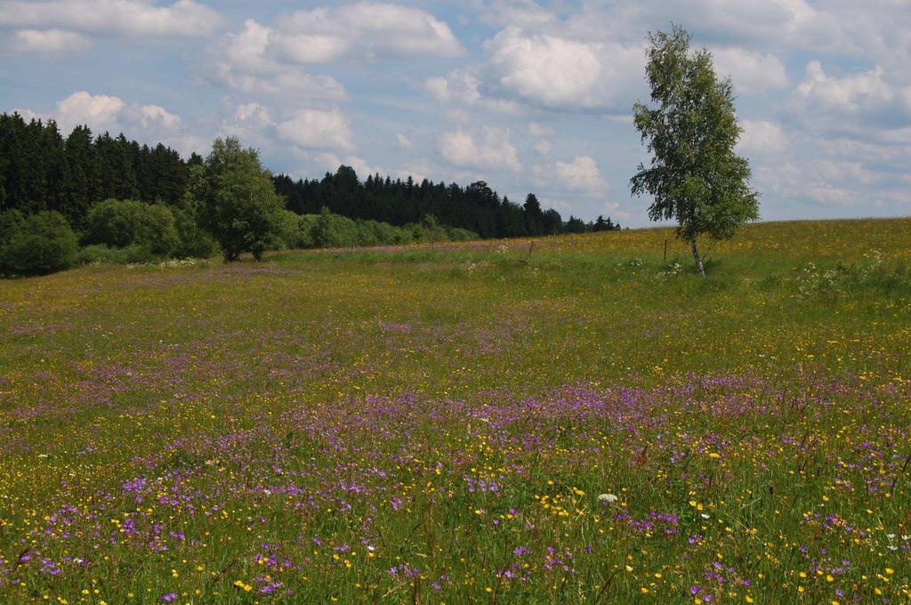 Goldhaferwiese im Genfbachtal (Hermanns,