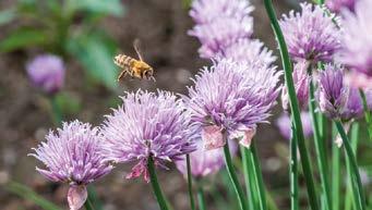 Blütezeit V-VIII 30 cm Blütenfarbe Nektarangebot Pollenangebot Honigbienen Wildbienen weiß, rosa gering gering