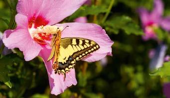 Pollenangebot gering Strauch-Eibisch Hibiscus syriacus Blütezeit VII-X 150-350 cm Gehölz Blütenfarbe