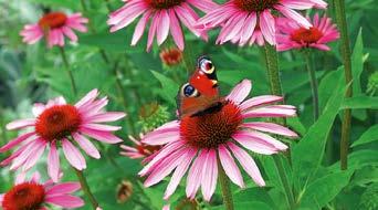 Blütenfarbe weiß, gelb, orange, rot, rosa Nektarangebot mäßig Pollenangebot mäßig Sommerflieder Buddleja