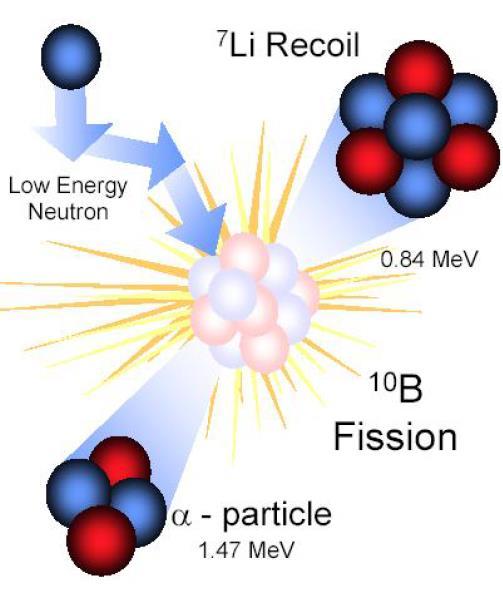 Grundlagen Schlussfolgerung: Nur hochenergetische Teilchen machen permanente Schäden Nein, denn: B 10 besitzt signifikanten Einfangquerschnitt für thermische Neutronen (~3600 barn)