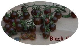 Violette Tomatensorten Black Cherry Ertragreiche lila Cocktailtomate vorzüglicher Geschmack 15 2,20 Calabesh Noire - dunkelbraun-violette, flache und stark gerippte Früchte 15 2,20 Lilac