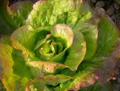 Alle 15 Sorten im Überblick Salat-typ Beurteilung des Produzenten Aussaatdatum Ernte-beginn Ernteende