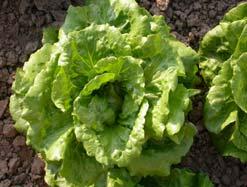 Alle 15 Sorten im Überblick Salat-typ Beurteilung des Produzenten Aussaatdatum Ernte-beginn Ernteende Aqnzahl gepflanzter Pflanzen Rückmeldun g des Gärtners: Würde ich die Sorte