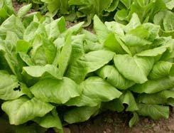 Alle 15 Sorten im Überblick Salat-typ Beurteilung des Produzenten Aussaatdatum Ernte-beginn Ernteende Aqnzahl gepflanzter Pflanzen Rückmeldun g des Gärtners: