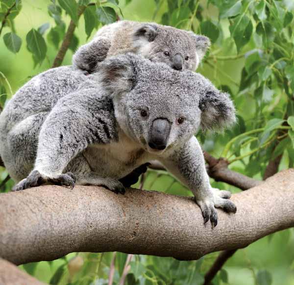 11 089au windzepher fotolia.com by Adobe n Koalas leben vor allem im Süden und Osten des Kontinents in hügeligem Gelände. In Adelaide liefen sie fast täglich über den Schulhof meiner Tochter.