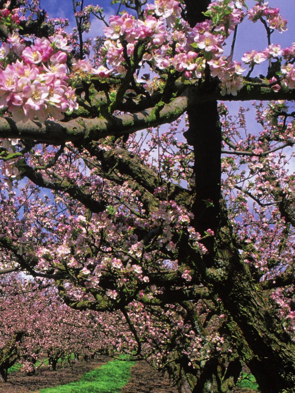 55 3 Krankheitserreger und ihre Schadbilder 3.1 Pilzerkrankungen....................... 56 Sternrußtau................................... 74 Birnengitterrost (Rostkrankheit).............. 58 Tipps zu Rosen.