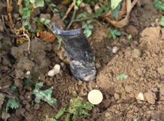 Mischungen mit hohen Anteilen an Phacelia, Alexandrinerklee und Ramtillkraut sowie dicht gesäte Mischungen liegen nach dem Winter vermehrt am Boden.