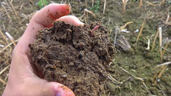 Planterra Zwischenfruchtmischungen verbessern die Struktur beanspruchter Böden, steigern die Bodenfruchtbarkeit und Bodengesundheit und sorgen