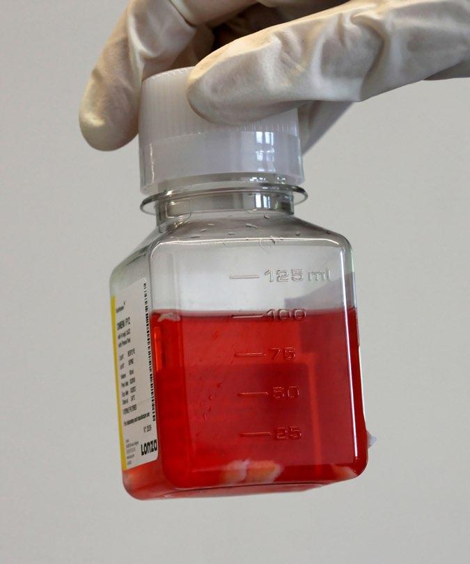 NOVOCART 3D Biopsie Blutentnahme 140 ml Entnahme von zwei bzw.