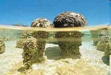 Es handelt sich bei den Stromatolithen um Kalkablagerungen, die durch marine benthonische Cyanobakterien (früher fälschlich auch als Blaugrünalgen bezeichnet)