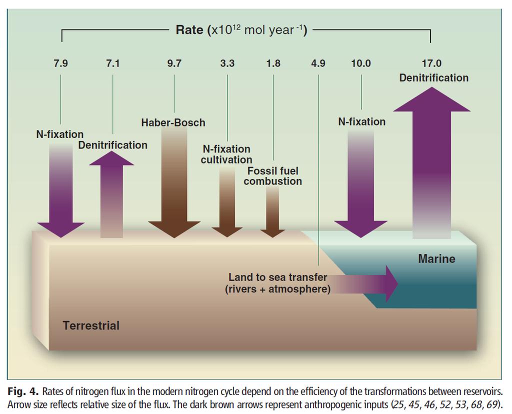 Der globale Stickstoffkreislauf N total 10 20 mol N 2 N r N 2 N r N red N ox