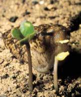 GRAUE ACKERSCHNECKE Deroceras agreste Die Einfarbige Ackerschnecke oder Graue Ackerschnecke ist 4,0 cm lang.