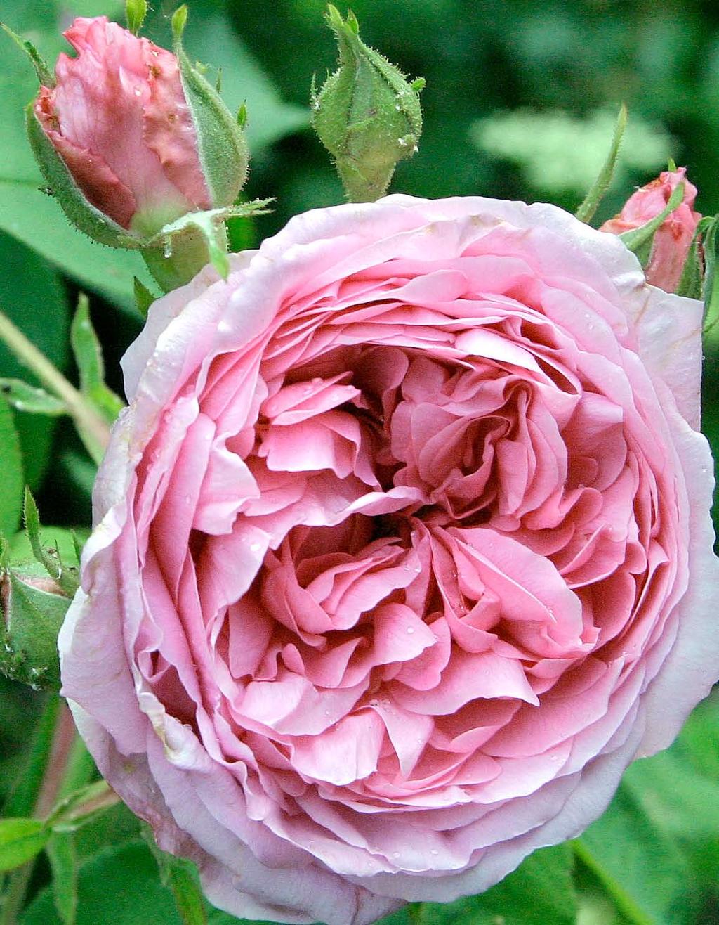 Portland-Rosen Kurz-Stiel-Blüten Mein Vater verglich die Blüten der Portland- Rosen mit ihrem kurzen Hals mit der Tannenmeise, einer sehr kleinen Meisenart, grau mit kohlrabenschwarzem Häubchen.