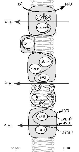 Atmungskette Elektronentransport und vektorielle Protonen-Translokation Der erste Komplex (mit FMN und FeS als prosthetischen Gruppen) leitet Elektronen an die Chinone (UQ), die einen H + -