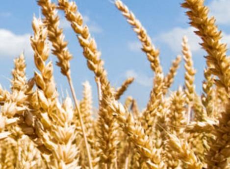 Ausblick 2018 Segment Agrar Erhöhter Importbedarf von Getreide (insb.