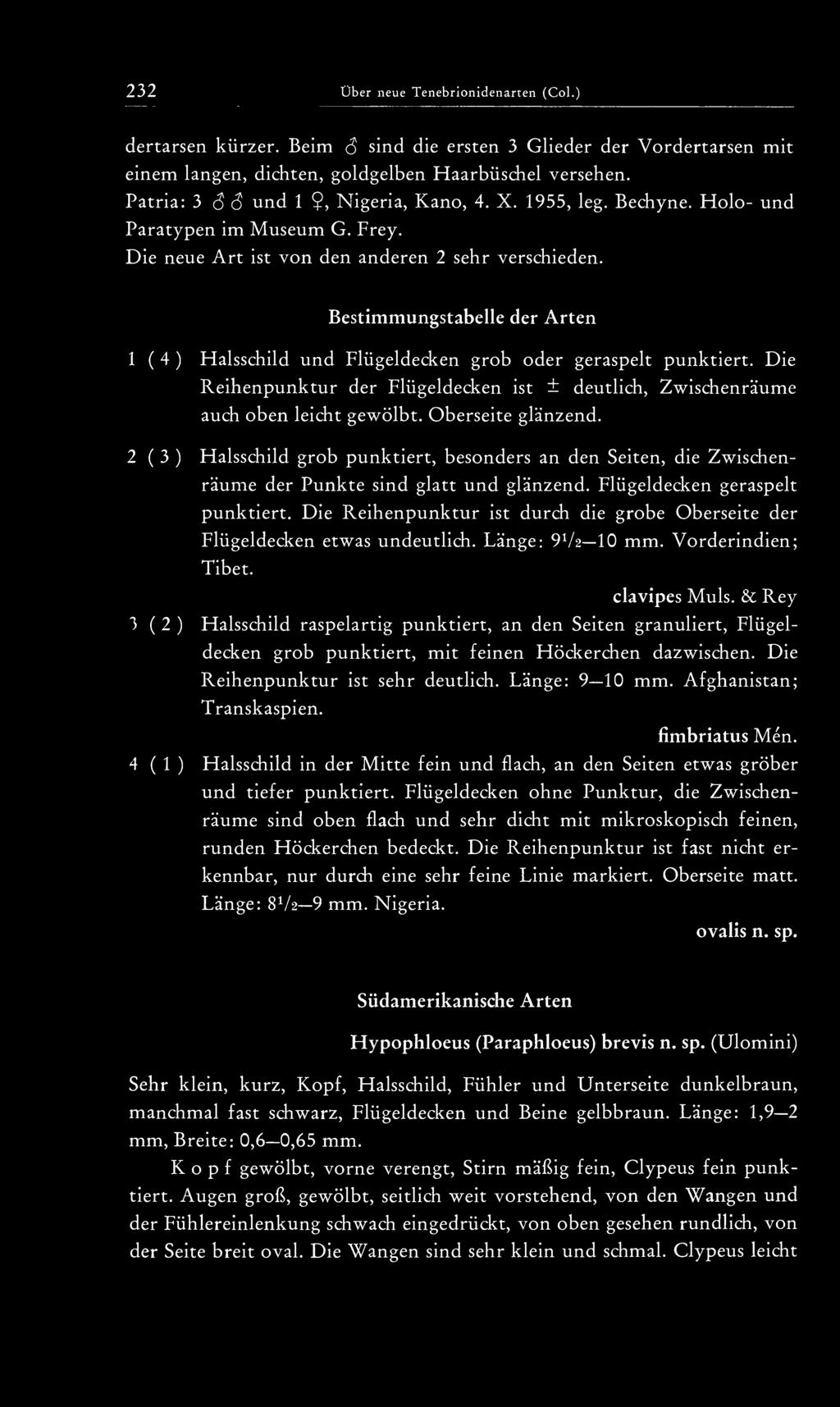 Bestimmungstabelle der Arten 1 ( 4 ) Halsschild und Flügeldecken grob oder geraspelt punktiert. Die Reihenpunktur der Flügeldecken ist + deutlich, Zwischenräume auch oben leicht gewölbt.