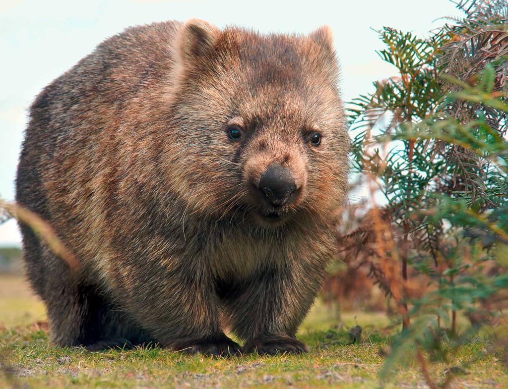 Würfelförmige Häufchen Kaum zu glauben: Wombats machen würfelförmige Häuf- chen!
