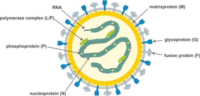 Paramyxoviruses Virion und
