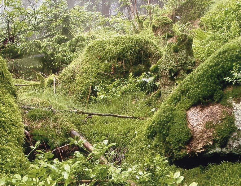 Die Moosgesellschaften des Nationalparks Harz
