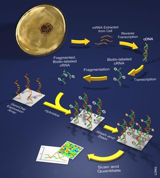 Entwicklung von Chip-Techologien ( microarrays ) bis zu 10 7 Moleküle! Yeast genome microarray.