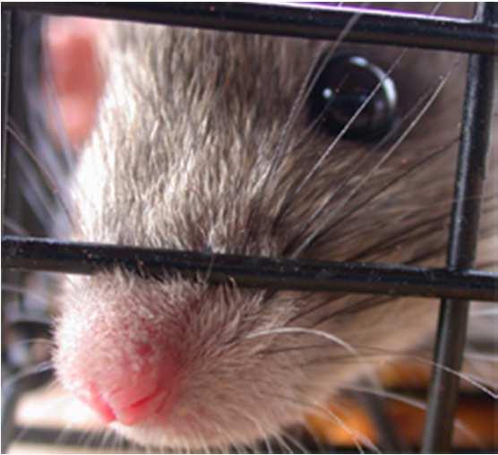 20. Mai 2014 / Simon Tod im Labor 2011 rechtlich geregelt, staatlich subventioniert, bürokratisch organisiert 585 Katzen 2.036.606 Mäuse 1.