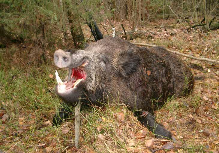 Abschussgebühr Schwarzwild Schwarzwild, einschließlich Keiler bis 129 mm Waffenlänge, wird nach Gewicht (aufgebrochen) berechnet.