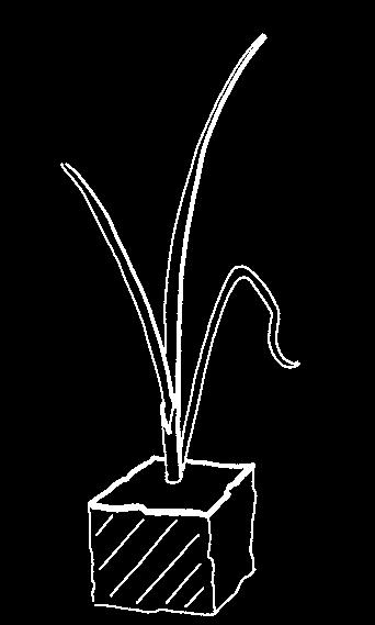 einjährige Gräser, Quecken Alternaria (Purpurflecken), Rost