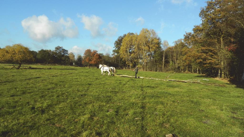 Foto: Holzrücken am Siehnsen mit 2 PS Holzrücken mit Pferden Im Naturschutzgebiet Obere Wümmeniederung liegt in der Flur Siehnsen ein kleiner naturnaher Waldbestand.