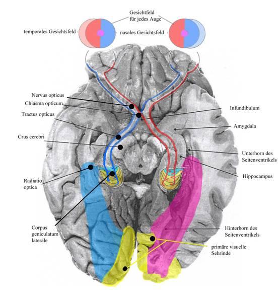 Bereiche im visuellen System Visuelle Reize werden in unterschiedlichen Gehirnregionen verarbeitet. Die Reizanalyse beinhaltet bspw.