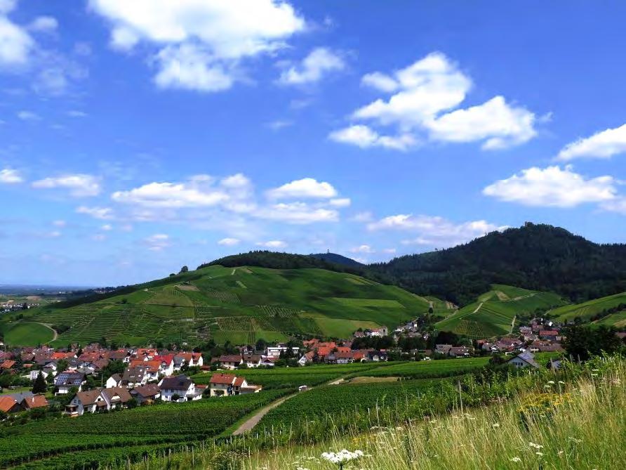 Maßnahmenkatalog: Flankierende Maßnahmen Vermarktung von Wein und Landschaft Weinbau und Ökonomie (