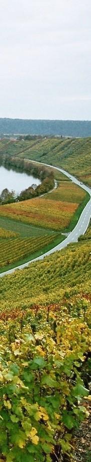 Anbaustopp - Ziele > Schutz der traditionellen Weinbau-Kulturlandschaften Basis für - Qualitätsweinbau - Weintourismus - Gastronomie - nachgelagerte Bereiche > Vermeidung Verlagerung Weinbau in zwar