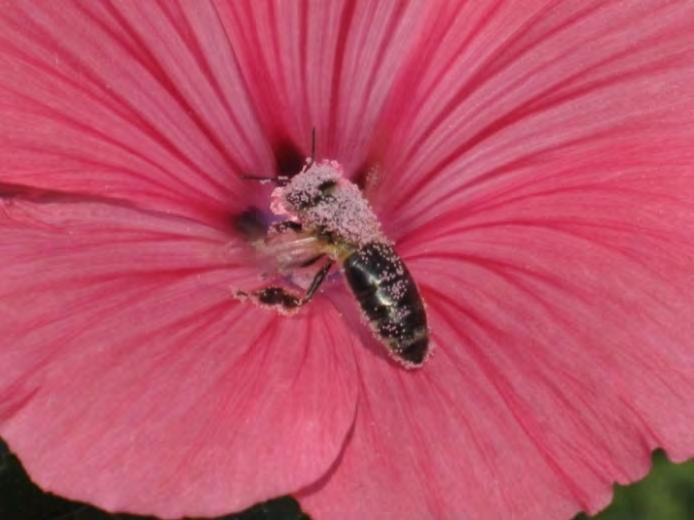 Bild 43: eingestäubte Pollensammlerin Bild 44: Nektarsammlerin mit ausgestrecktem Rüssel Um zu überprüfen, ob die beobachte Fläche von den aufgestellten Bienenvölkern genutzt wird, wurden im August