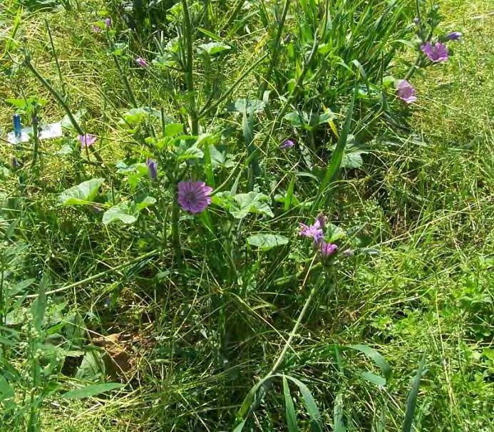 Bild 13a und b: Malva sylvestris (15a links) und Atriplex hortensis (15 rechts) mit starkem Verbiss (Reinansaaten 2009 am Standort Oldenburg, Aufnahme vom 28.07.