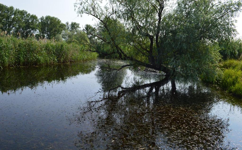 4.2 Vegetation - Ergebnisse Zunder Altgewässer der Bode inmitten extensiv genutzten Grünlandes Gewässertiefe: > 1 m