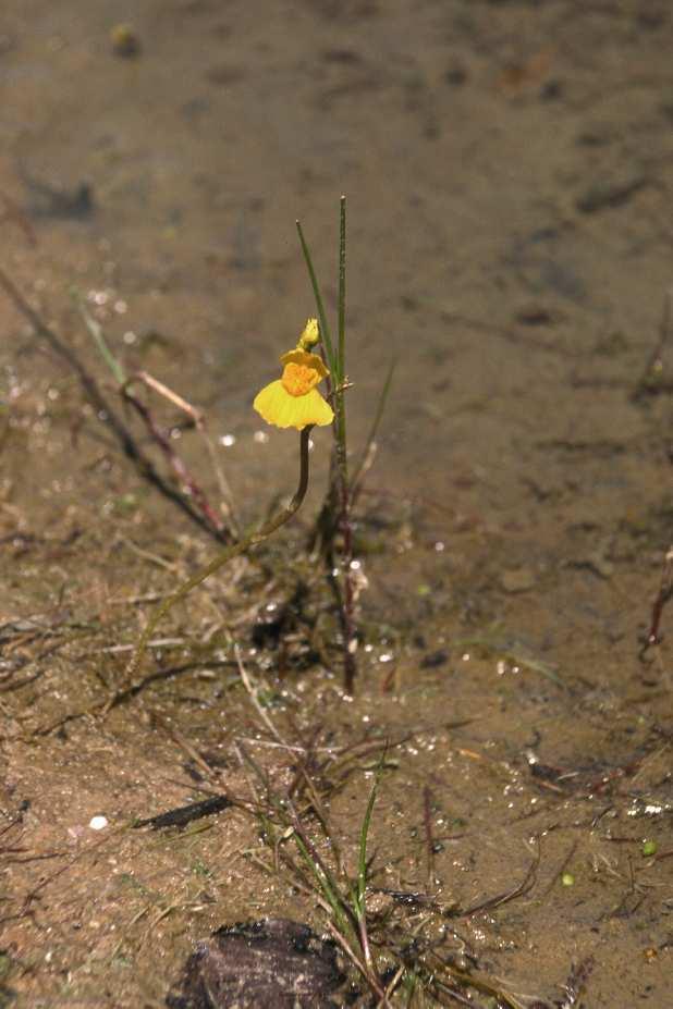 Der seltene Wasserschlauch (Utricularia sp.