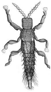 16 Kapitel 2 Abb. 2: Erste bekannte Abbildung eines Vertreters der Thysanoptera (Grafik: PHILIPPO BONANNI im Jahre 1691, aus UZEL 1895).