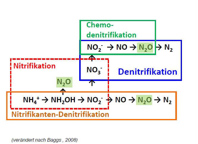 Bedingungen für Lachgasbildung Nitrat im Boden Sauerstoffmangel (Bodenverdichtungen, hohe Tongehalte, Regen) Mikroorganismentätigkeit (natürlich, organische Düngung) Wichtig: