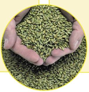 Pflanzenstärkungsmittel auf Basis von Gelbsenfmehl 1,5 kg / dt Saatgut (Trockenbeize) 1,0 kg / dt Saatgut (Feuchtbeize) Bild: Intrachem