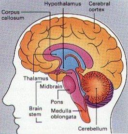 Neuronales Lernen: Gehirn und Nervenzelle Das menschliche Gehirn Besteht aus Nervenzellen (Neuronen) und Hilfszellen Hochstrukturiert (Kerne, Areale der Grosshirnrinde) Gigantisches Netz aus