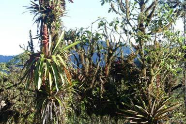 Bei gutem Wetter haben wir einen ausgezeichneten Blick auf die Andenlandschaften und den Vulkan Pichincha. Das Yanacocha Reservat ist ein Leckerbissen für jeden Naturfreund.