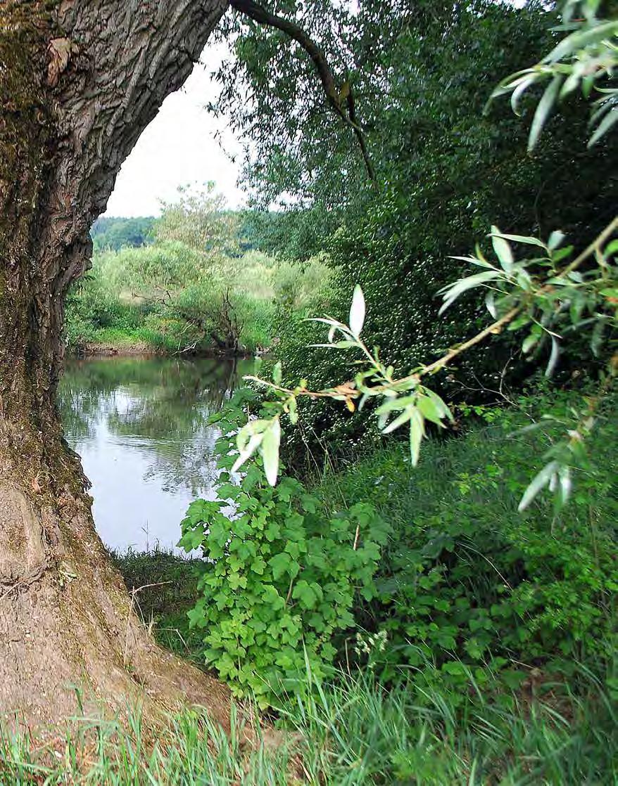 Die Silberweide bei Ebensfeld am Main (Lkr.