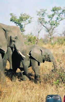 Tag: Ganztägige Wildbeobachtungsfahrten im Reisebus durch den Addo Elephant Nationalpark. 4.