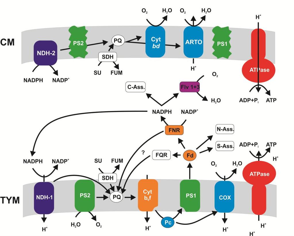 Einleitung respiratory terminal oxidase (ARTO) zusammen setzt [16]. Eine aktive Protonentranslokation findet dabei nur in der ARTO statt.